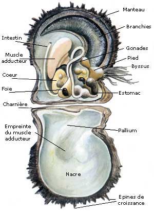 Anatomy of Pinctada Margaritifera - Tahitian Pearls - Taaroa Bijoux - French Polynesia