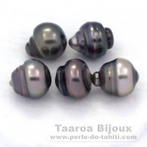 Lot of 5 Tahitian Pearls Ringed C from 9.5 to 9.9 mm