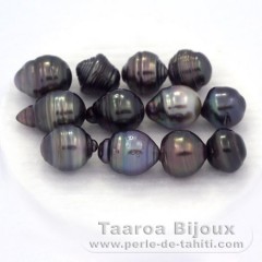 Lot of 12 Tahitian Pearls Ringed D from 9.5 to 9.9 mm