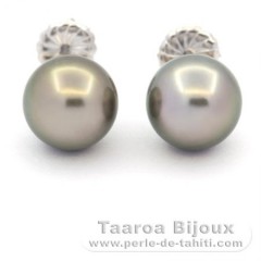 Rhodiated Sterling Silver Earrings and 2 Tahitian Pearls Round C 10.5 mm