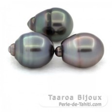 Lot of 3 Tahitian Pearls Ringed C from 11.6 to 11.9 mm