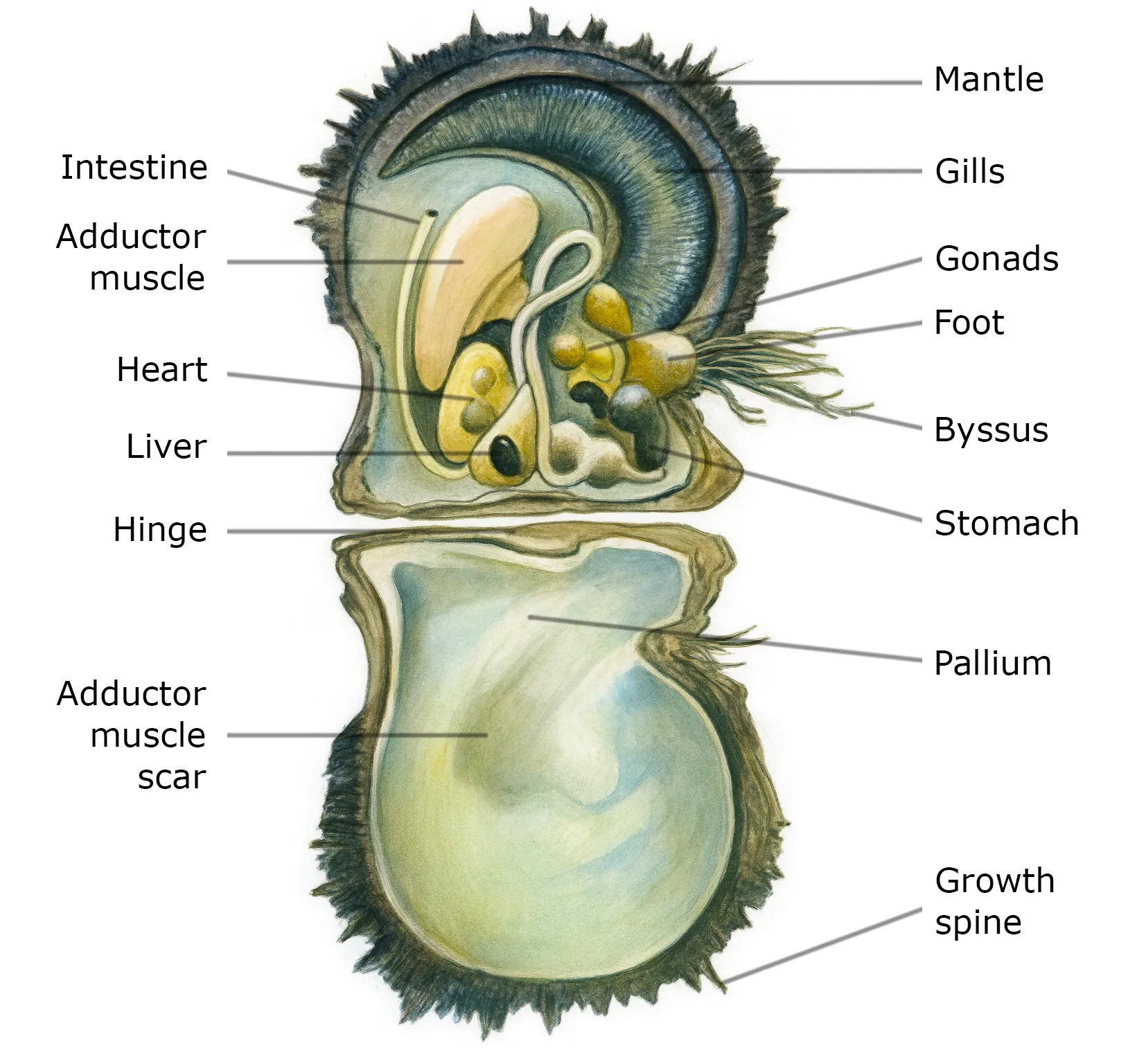 Anatomy of Pinctada Margaritifera
