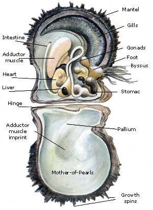 Anatomy of Pinctada Margaritifera