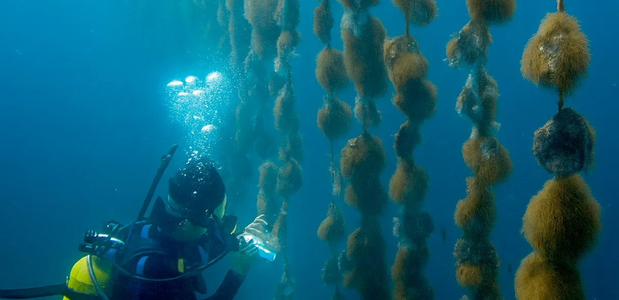 Diver at the Pearl Farm
